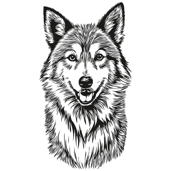 Isländska Sheepdog Ansikte Vektor Porträtt Rolig Kontur Husdjur Illustration Vit — Stock vektor