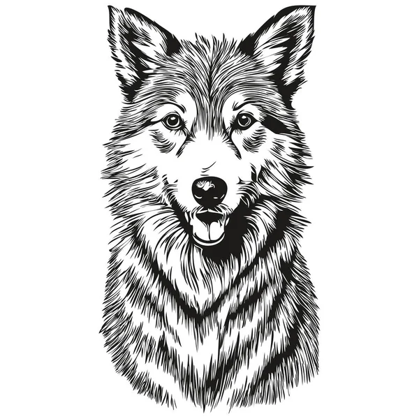 아이슬란드어 Sheepdog Face Vector Portrait Funny Outline Pet Illustration White — 스톡 벡터