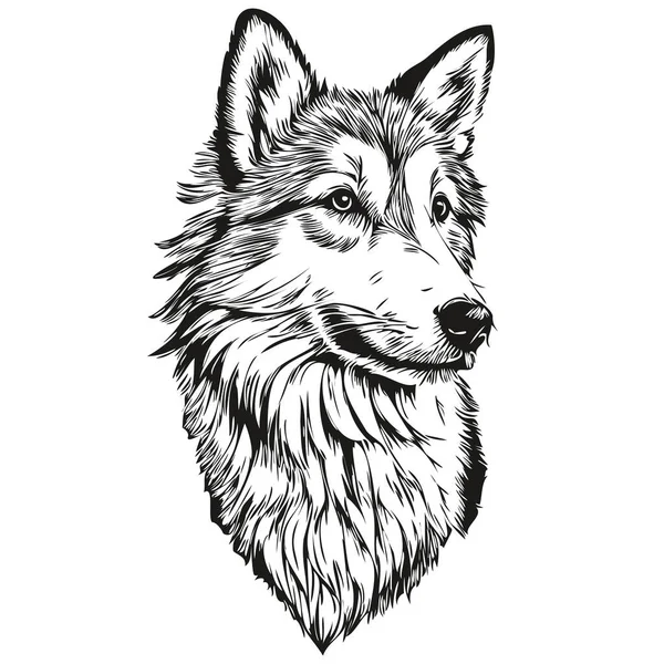 Ісландська Вівчарка Собака Рука Намальована Логотип Малюнок Чорно Білої Лінії — стоковий вектор