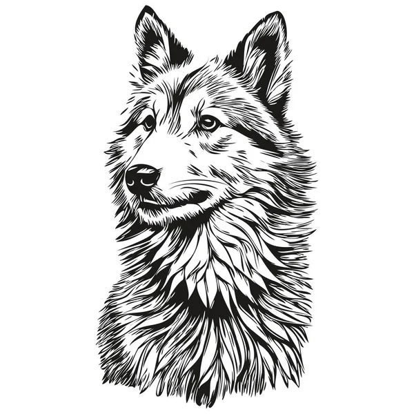 Isländischer Schäferhund Linienzeichnung Vektor Handgezeichnete Illustration Mit Transparentem Hintergrund Realistisches — Stockvektor