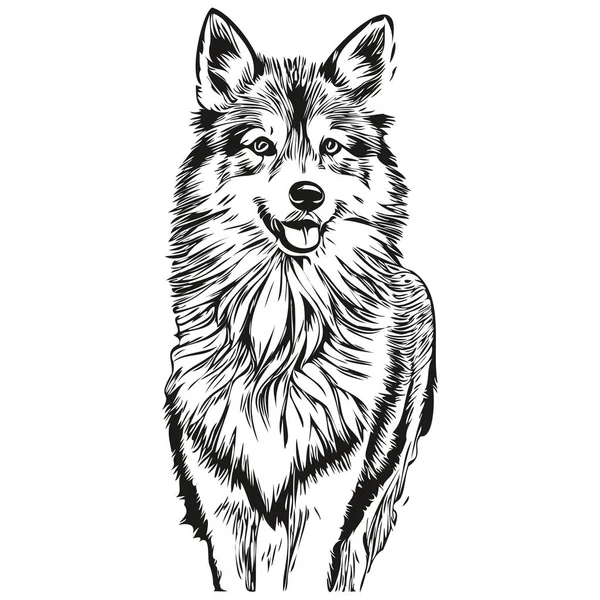 Icelandic Sheepdog Dog Head Line Drawing Vector Hand Drawn Illustration — Stock Vector