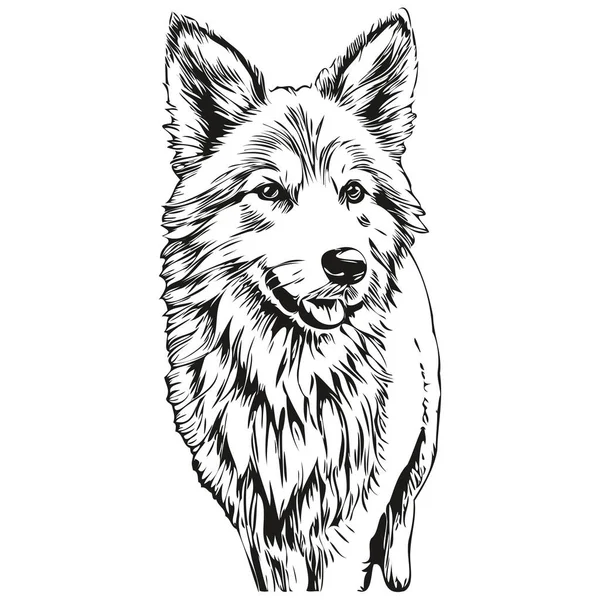 冰岛牧羊犬水墨画 古色古香纹身或T恤印花黑白病媒逼真品种宠物 — 图库矢量图片