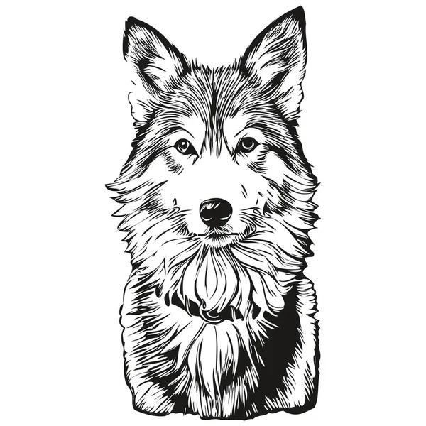 冰岛牧羊犬水墨画 古董纹身或T恤衫打印黑白矢量草图 — 图库矢量图片