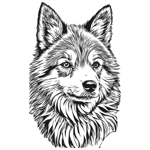 Icelandic Sheepdog Dog Ink Sketch Drawing Vintage Tattoo Shirt Print — Stock Vector