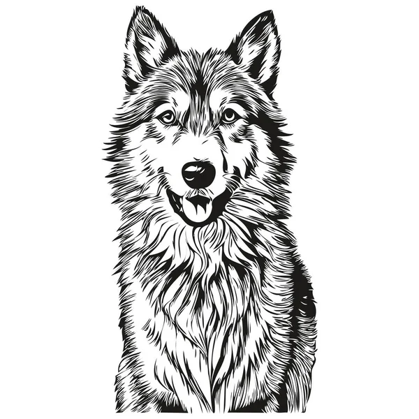 Isländischer Schäferhund Isoliert Zeichnung Auf Weißem Hintergrund Kopf Haustierlinie Illustration — Stockvektor
