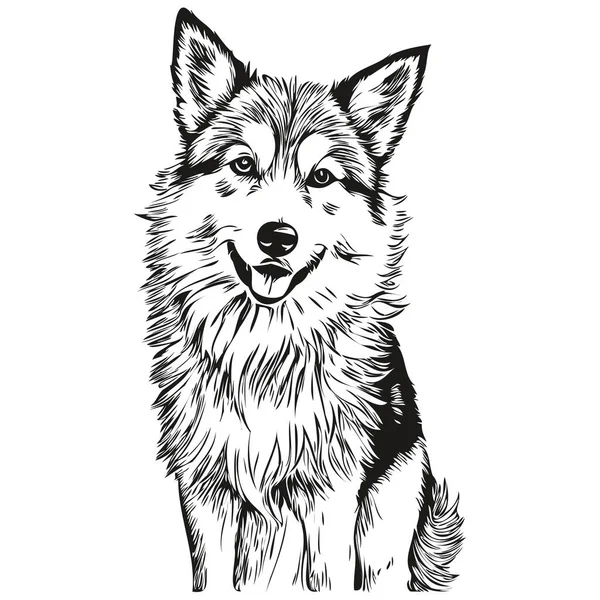 Islandês Sheepdog Isolado Desenho Fundo Branco Cabeça Pet Line Ilustração — Vetor de Stock