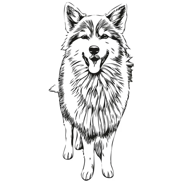 冰岛牧羊犬线条图解 黑白水墨素描人脸肖像在病媒逼真品种宠物狗中 — 图库矢量图片