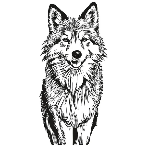아이슬란드어 Sheepdog Line Illustration Black White Ink Sketch Face Portrait — 스톡 벡터