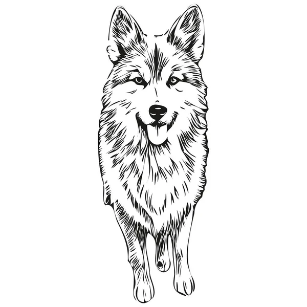 Icelandic Sheepdog Dog Logo Vector Black White Vintage Cute Dog — Stock Vector