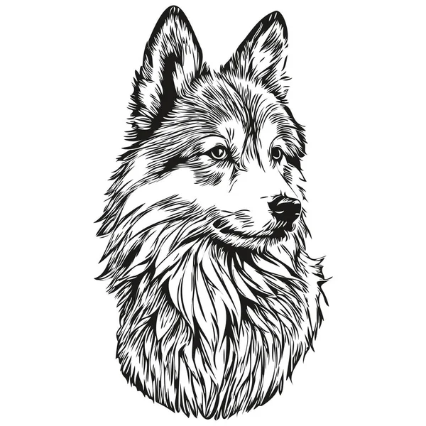 Isländischer Schäferhund Linienillustration Schwarz Weiß Tuschskizze Gesicht Porträt Vektor — Stockvektor