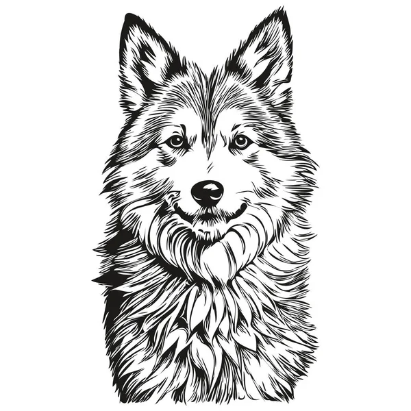 Isländischer Schäferhund Bleistift Handzeichnung Vektor Umriss Illustration Haustier Gesicht Logo — Stockvektor