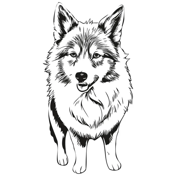 冰岛牧羊犬宠物狗轮廓图 动物线条图 手绘黑白矢量草图 — 图库矢量图片