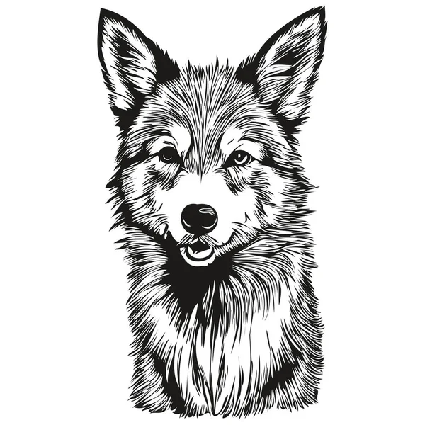 Islandský Ovčák Pes Domácí Silueta Zvíře Linie Ilustrace Ručně Kreslené — Stockový vektor
