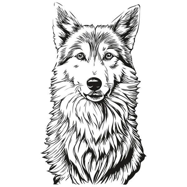 Icelandic Sheepdog Dog Pet Sketch Illustration Black White Engraving Vector — Stock Vector