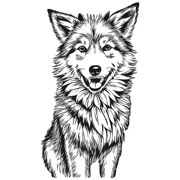 아이슬란드어 Sheepdog Pet Sketch Illustration Black White Engraving Vector Real — 스톡 벡터