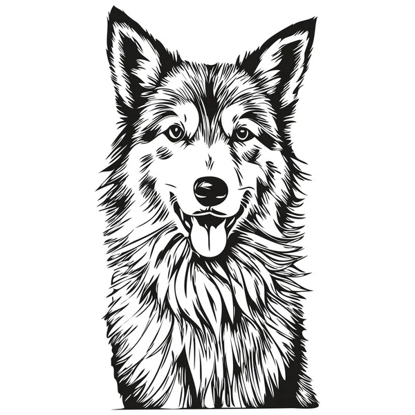 Islandés Perro Pastor Mascota Boceto Ilustración Grabado Blanco Negro Vector — Vector de stock