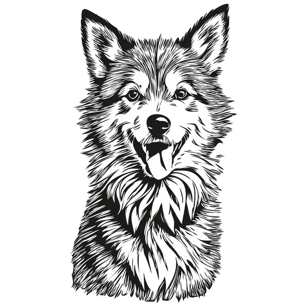 Islandzki Pies Owczarek Domowych Szkic Ilustracja Czarny Biały Rysunek Wektor — Wektor stockowy