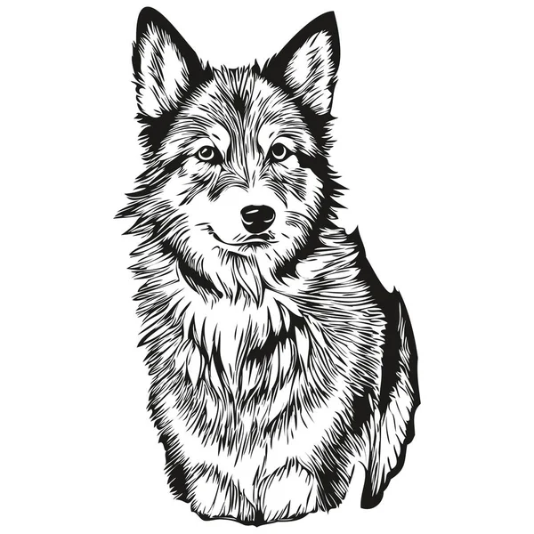 Isländischer Schäferhund Porträt Vektor Tierhandzeichnung Für Tätowierung Oder Shirt Print — Stockvektor