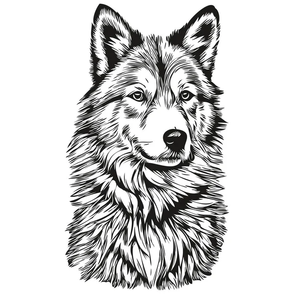 矢量的冰岛牧羊犬肖像 纹身或T恤图解用的动物手绘 — 图库矢量图片