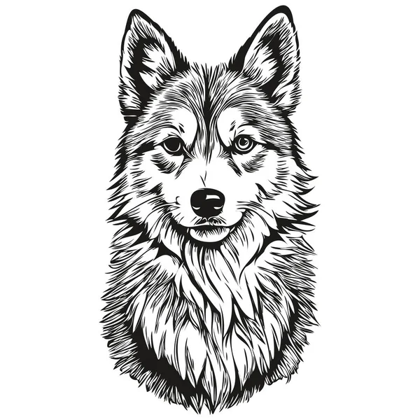 Isländska Sheepdog Hund Porträtt Vektor Djur Hand Ritning För Tatuering — Stock vektor