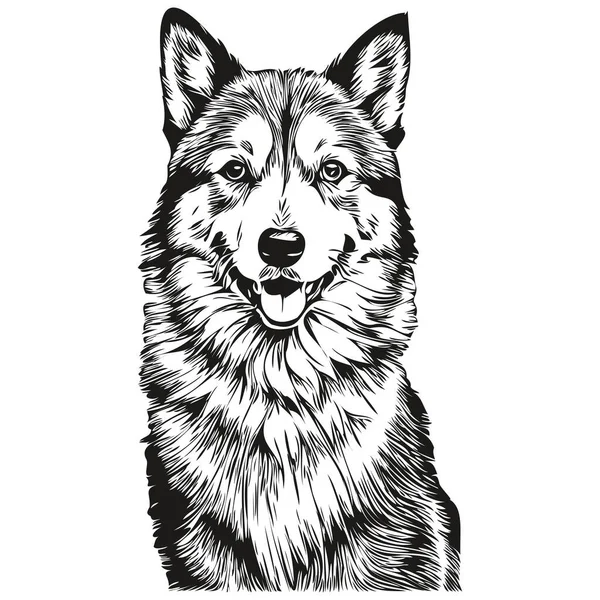Islandés Perro Pastor Realista Mascota Ilustración Dibujo Mano Cara Negro — Vector de stock