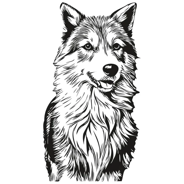 Isländska Sheepdog Realistisk Sällskapsdjur Illustration Hand Rita Ansikte Svart Och — Stock vektor