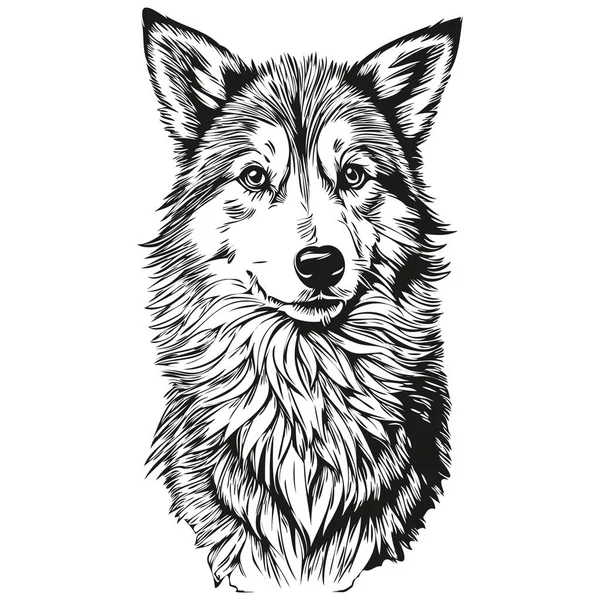 冰岛牧羊犬的人物形象 剪贴画的艺术载体宠物画黑白逼真品种的宠物 — 图库矢量图片