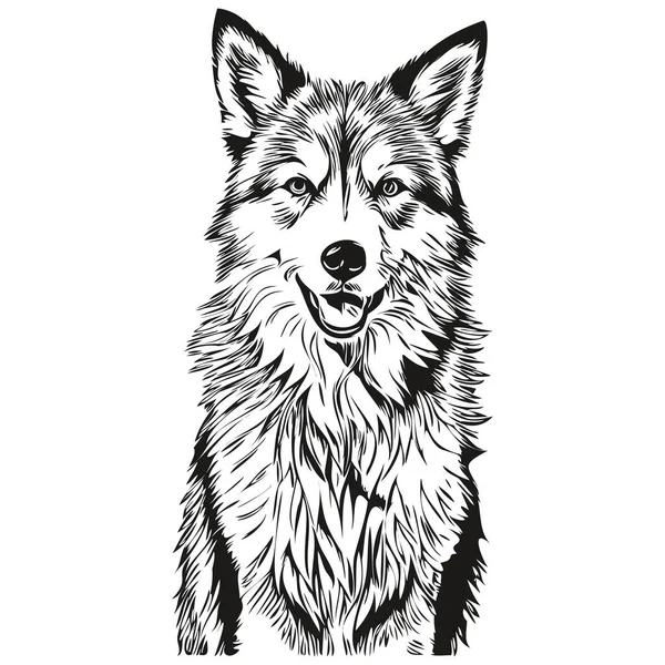 Isländischer Schäferhund Vektor Gesichtszeichnung Porträt Skizze Vintage Stil Transparenten Hintergrund — Stockvektor