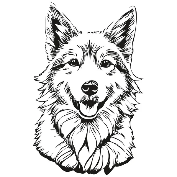 Isländischer Schäferhund Vektor Gesichtszeichnung Porträt Skizze Vintage Stil Transparenten Hintergrund — Stockvektor