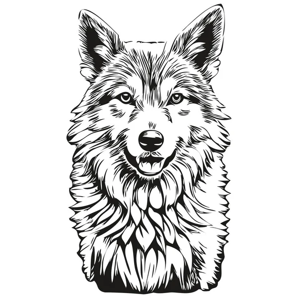 Isländischer Schäferhund Vektor Gesichtszeichnung Porträt Skizze Vintage Stil Transparente Hintergrundskizze — Stockvektor