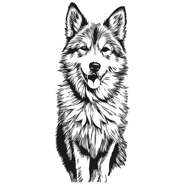 Isländischer Schäferhund Vektorgrafik Handgezeichnete Bleistift Animal Line Illustration — Stockvektor