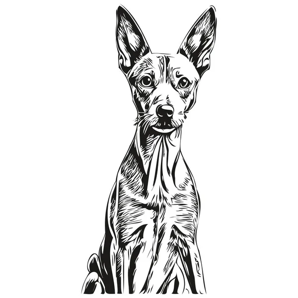 Greyhound Italiano Cane Linea Disegno Clip Art Animale Mano Disegno — Vettoriale Stock