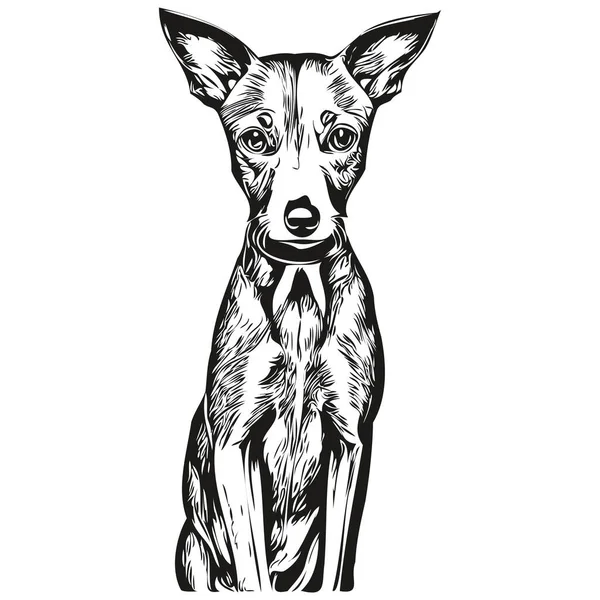 Włoski Greyhound Pies Grawerowany Wektor Portret Twarz Kreskówka Vintage Rysunek — Wektor stockowy