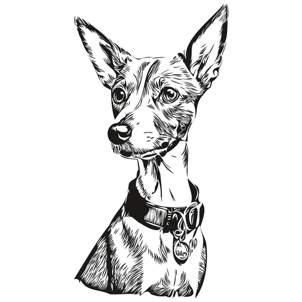 Italiano Greyhound Cane Disegnato Mano Logo Disegno Bianco Nero Linea — Vettoriale Stock