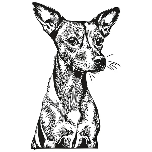 Włoski Pies Greyhound Odizolowany Rysunek Białym Tle Głowa Zwierzaka Linii — Wektor stockowy