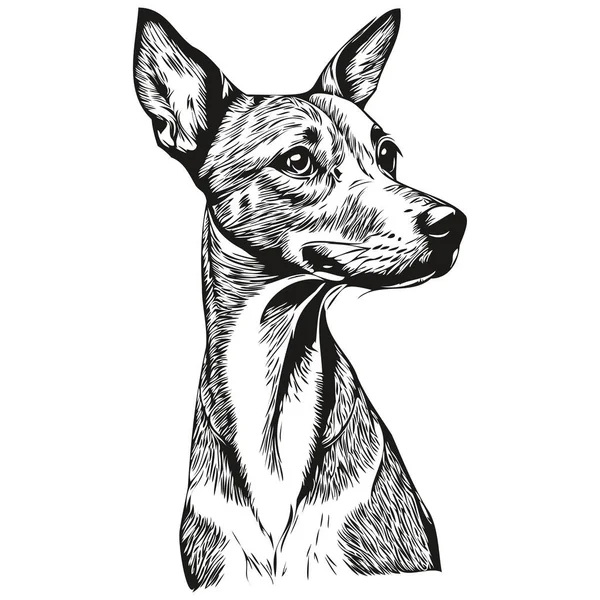 Ilustrasi Sketsa Anjing Greyhound Italia Vektor Ukiran Hitam Dan Putih - Stok Vektor