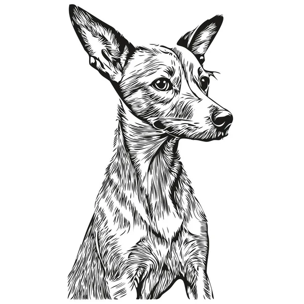 Italienischer Windhund Realistische Haustier Illustration Handzeichnung Gesicht Schwarz Weiß Vektor — Stockvektor