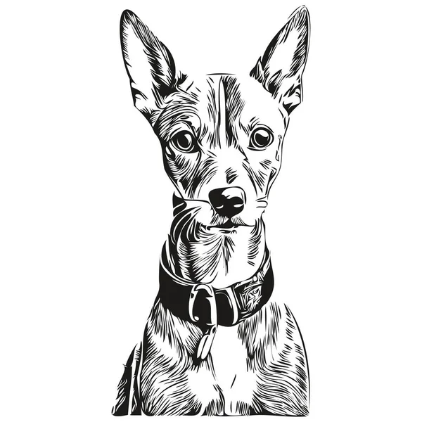 Włoski Greyhound Pies Wektor Grafika Ręcznie Rysowane Ołówek Zwierzę Linia — Wektor stockowy