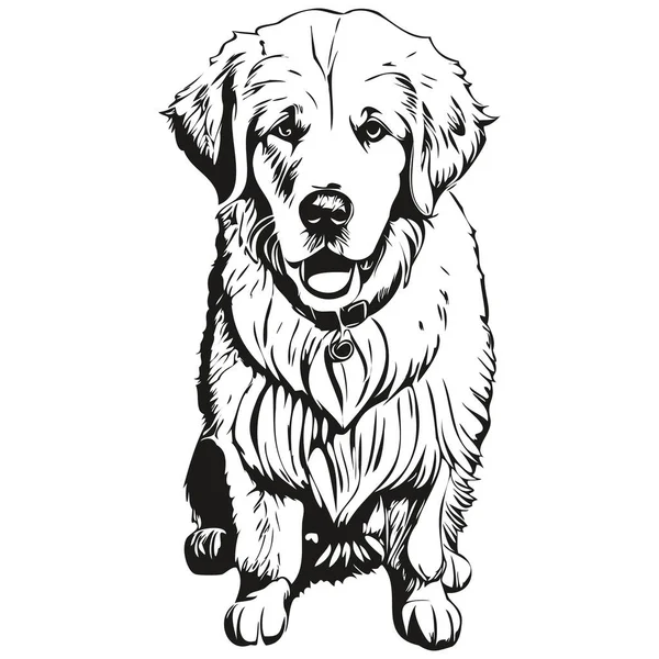 Kuvaszok Chien Visage Vecteur Portrait Drôle Contour Animal Illustration Fond — Image vectorielle