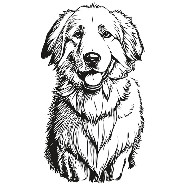 Kuvaszok Dog Head Line Drawing Vector Hand Drawn Illustration Transparent — Stock Vector