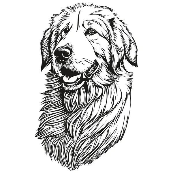 Kuvaszok Dog Realistic Pencil Drawing Vector Line Art Illustration Dog — Stock Vector