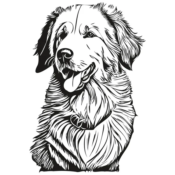 Kuvaszok Pies Realistyczny Zwierzak Ilustracja Ręka Rysunek Twarz Czarny Biały — Wektor stockowy