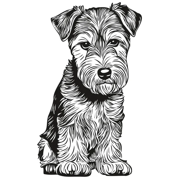 Lakeland Terrier Dog Line Illustration Black White Ink Sketch Face — Stock Vector