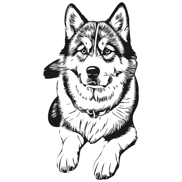 Malamute Hund Graverad Vektor Porträtt Ansikte Tecknad Vintage Ritning Svart — Stock vektor