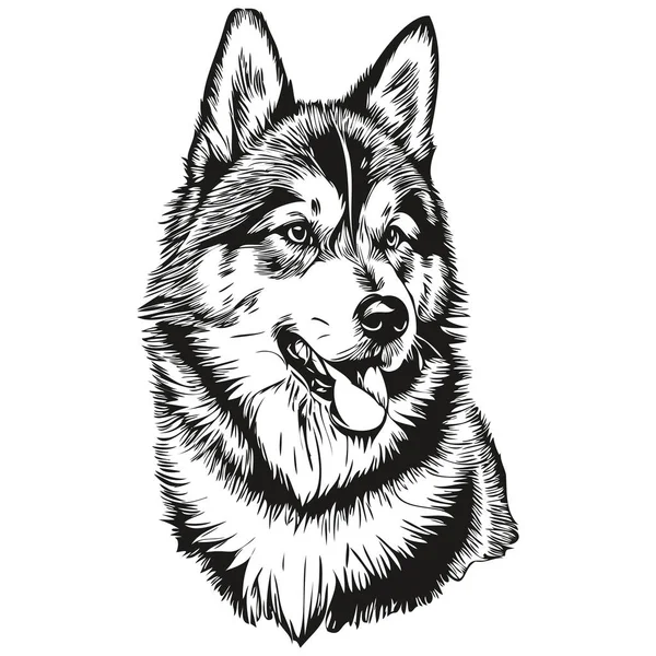 Malamute Hund Huvud Linje Ritning Vektor Handritad Illustration Med Transparent — Stock vektor