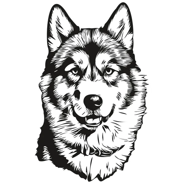 Malamute Hund Isolerad Ritning Vit Bakgrund Huvud Husdjur Linje Illustration — Stock vektor