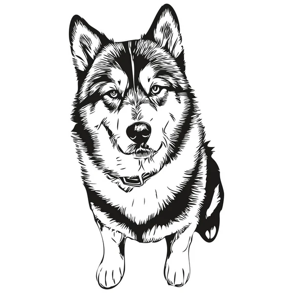 Malamute Hund Isolerad Ritning Vit Bakgrund Huvud Husdjur Linje Illustration — Stock vektor
