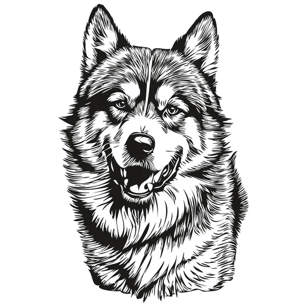 Malamute Dog Realistic Pencil Drawing Vector Line Art Illustration Dog — Stock Vector