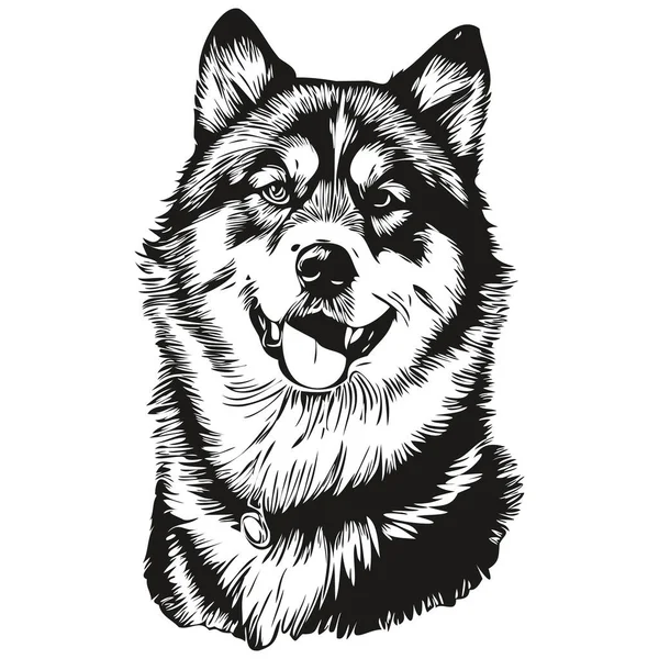 Malamute Hund Realistische Haustier Illustration Handzeichnung Gesicht Schwarz Weiß Vektor — Stockvektor