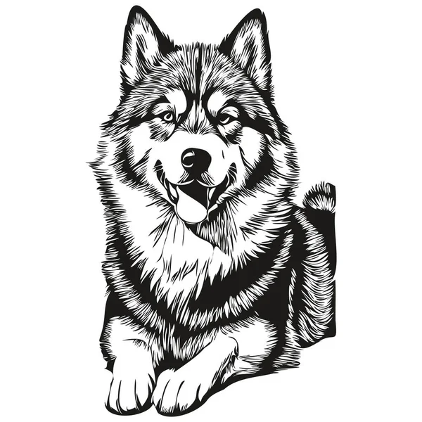 Malamute Hund Vektor Gesicht Zeichnung Porträt Skizze Vintage Stil Transparenten — Stockvektor